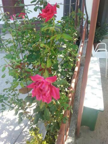 Appartement Pavlinovic Jure *